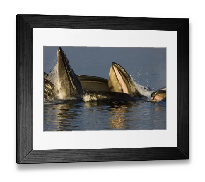 Framed Print : USA, North America, Alaska