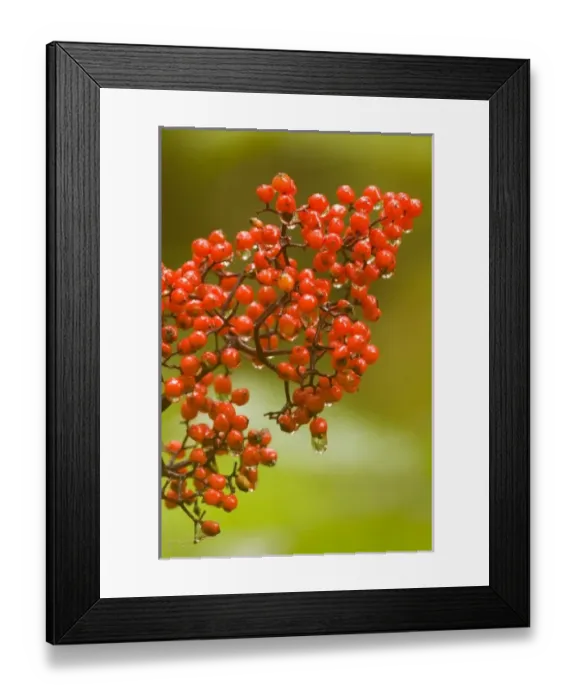 Framed Print : North America, USA, AK, Inside Passage. Red Elderberry (Sambucus racemosa) Raw berries