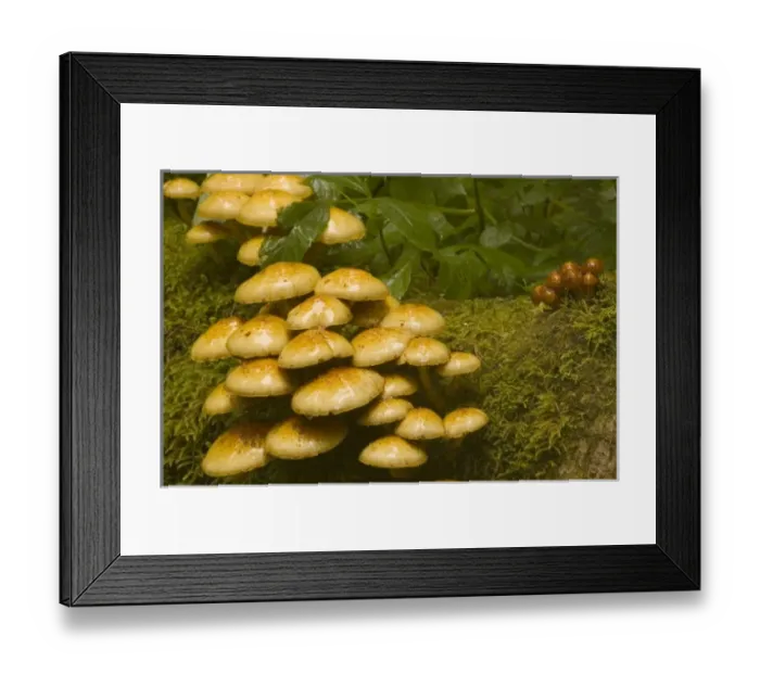 Framed Print : USA, North America, Alaska Framed Print : USA, North America, Alaska