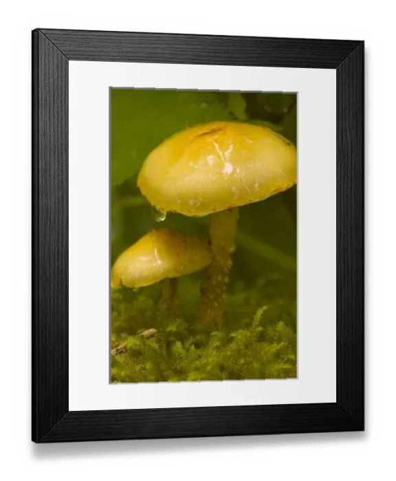 Framed Print : USA, North America, Alaska Framed Print : USA, North America, Alaska
