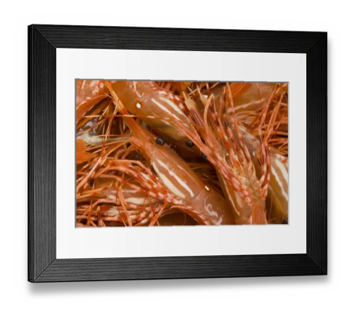 Framed Print : North America, USA, AK, Inside Passage. Trap caught Spot Prawn (Pandalus platyceros)