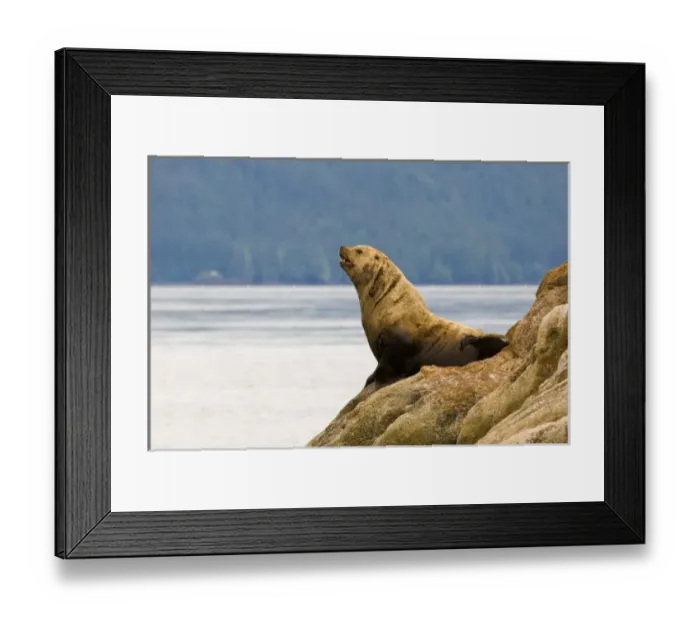 Framed Print : NorthAmerica, USA, AK, Inside Passage. Stellar Sea Lion (Eumetopias jubatus) haul Framed Print : NorthAmerica, USA, AK, Inside Passage. Stellar Sea Lion (Eumetopias jubatus) haul