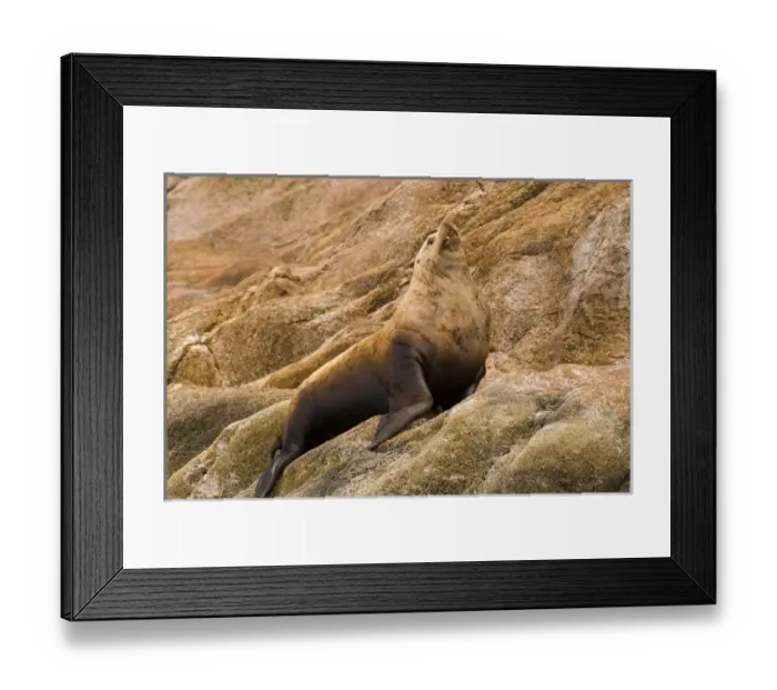Framed Print : USA, North America, Alaska Framed Print : USA, North America, Alaska