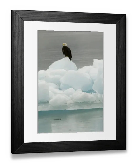 Framed Print : North America, USA, AK, Inside Passage. Bald Eagle perches on ice floe