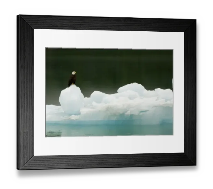 Framed Print : North America, USA, AK, Inside Passage. Bald Eagle perches on ice floe