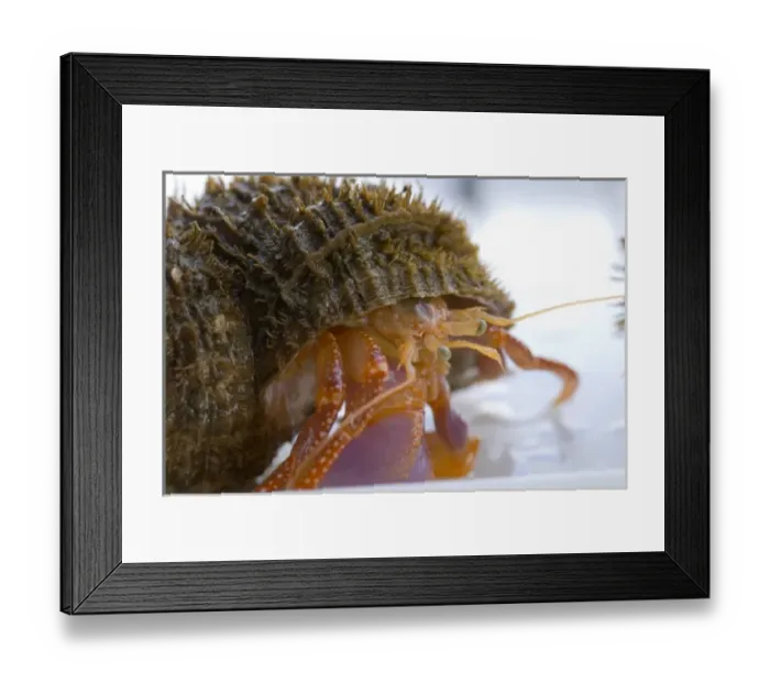 Framed Print : North America, USA, AK, Inside Passage. Alaskan Hermit Crab (Pagurus ochotensis)