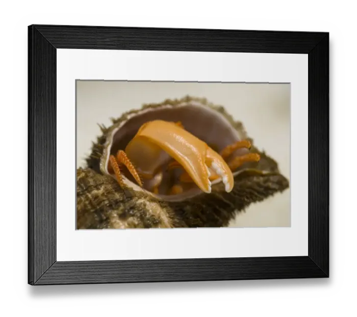 Framed Print : USA, North America, Alaska Framed Print : USA, North America, Alaska