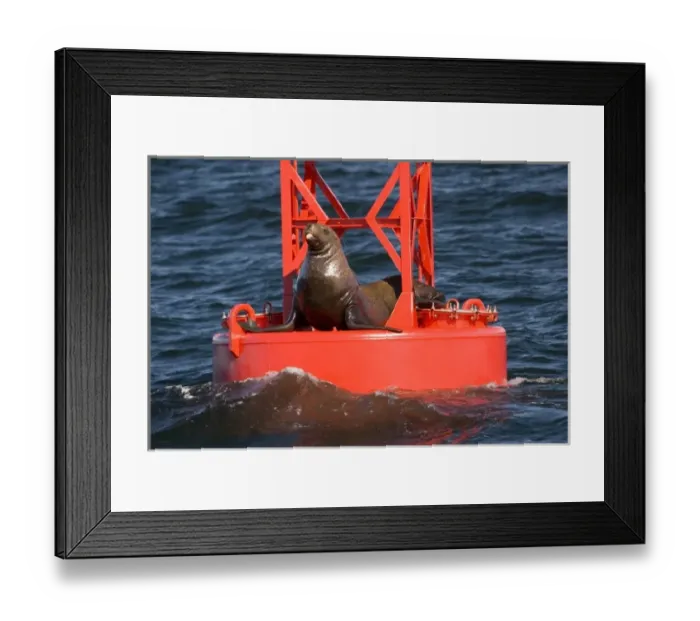 Framed Print : North America, USA, AK, Inside Passage. Stellar Sea Lion humorous pose on channel