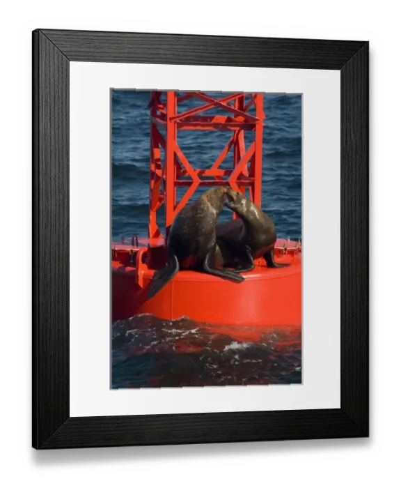 Framed Print : North America, USA, AK, Inside Passage. Stellar Sea Lions playful on channel marker buoy Framed Print : North America, USA, AK, Inside Passage. Stellar Sea Lions playful on channel marker buoy