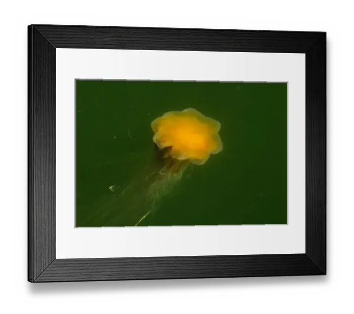 Framed Print : USA, North America, Alaska Framed Print : USA, North America, Alaska