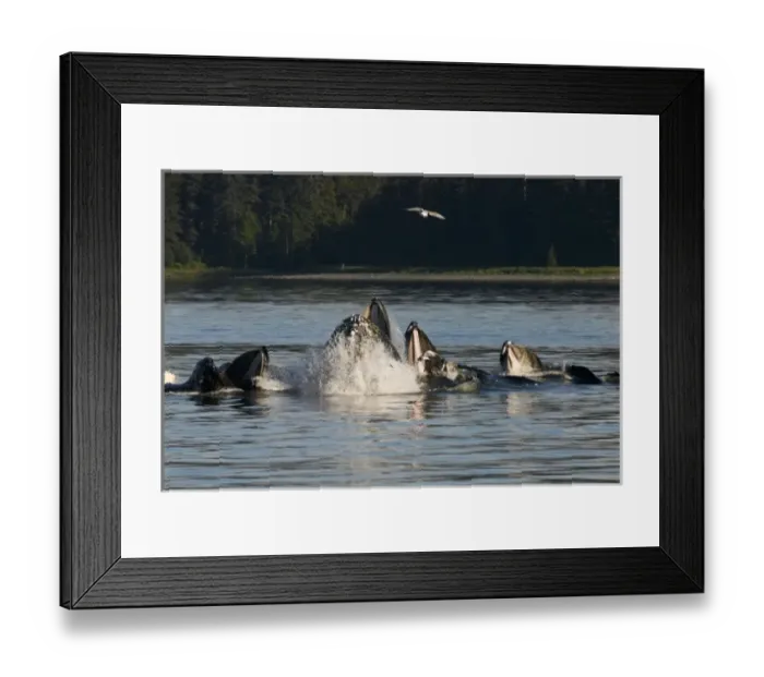 Framed Print : North America, USA, AK, Inside Passage. Humpback Whale (Megaptera novaeangliae) cooperative Framed Print : North America, USA, AK, Inside Passage. Humpback Whale (Megaptera novaeangliae) cooperative