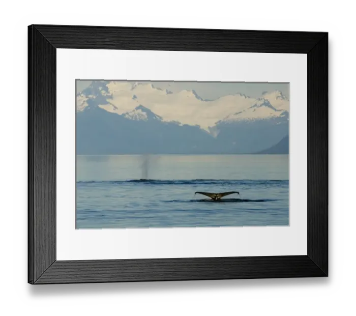 Framed Print : North America, USA, AK, Inside Passage. Humpback Whales flukes and blow with Coastal Framed Print : North America, USA, AK, Inside Passage. Humpback Whales flukes and blow with Coastal