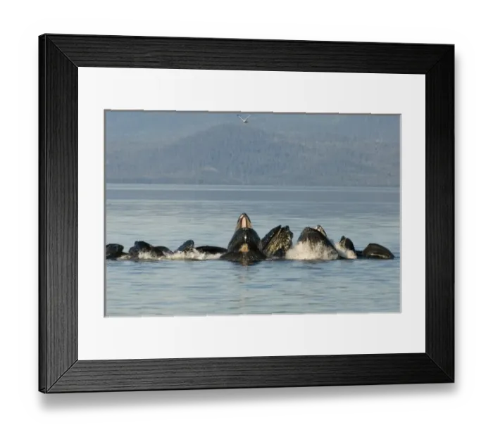 Framed Print : North America, USA, AK, Inside Passage. Humpback Whale pod cooperative bubble net feeding