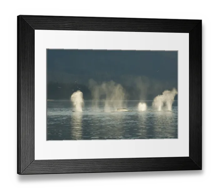 Framed Print : USA, North America, Alaska