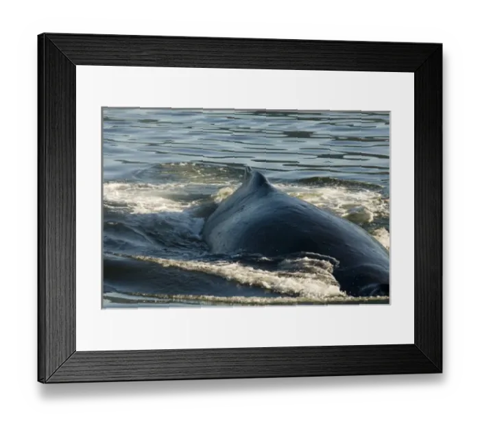 Framed Print : North America; USA; AK; Inside Passage. Humpback Whale (Megaptera novaeangliae) broad back Framed Print : North America; USA; AK; Inside Passage. Humpback Whale (Megaptera novaeangliae) broad back
