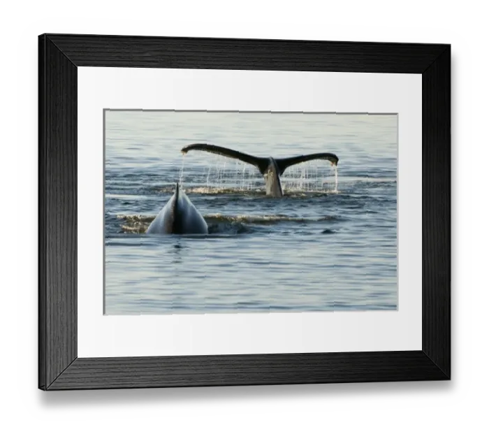 Framed Print : North America, USA, AK, Inside Passage. Humpback Whales in dive sequence Framed Print : North America, USA, AK, Inside Passage. Humpback Whales in dive sequence
