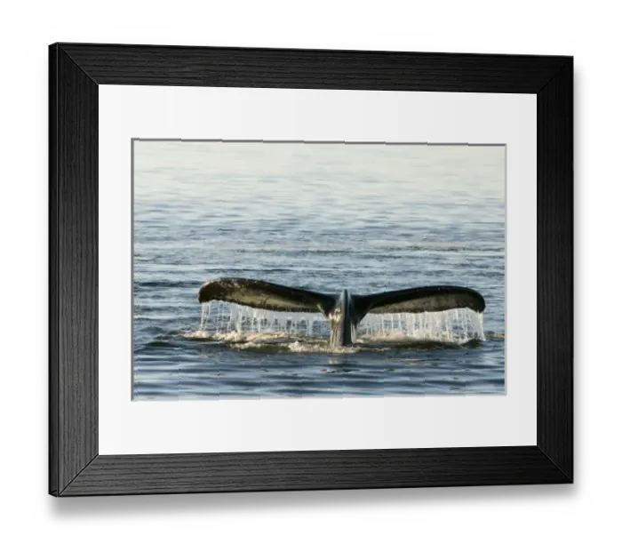 Framed Print : North America, USA, AK, Inside Passage. Humpback Whale in dive. Fluke markings