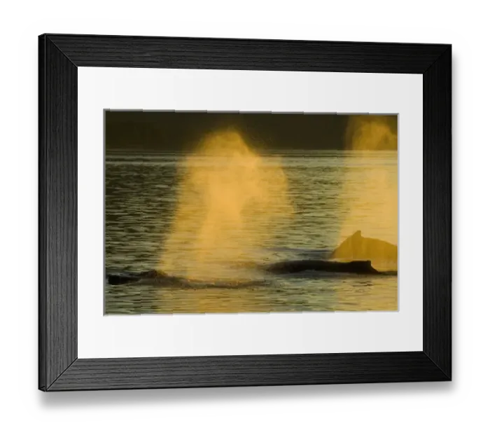 Framed Print : USA, North America, Alaska Framed Print : USA, North America, Alaska