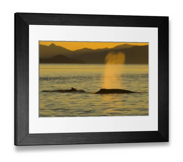 Framed Print : USA, North America, Alaska Framed Print : USA, North America, Alaska