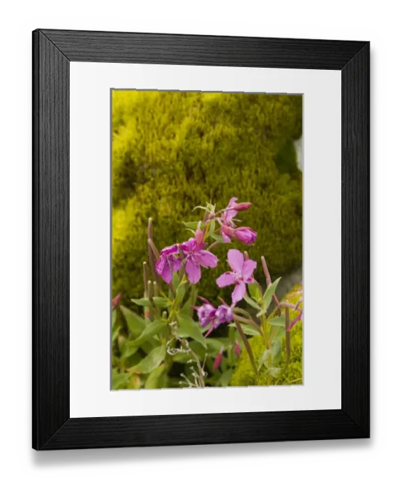 Framed Print : USA, North America, Alaska Framed Print : USA, North America, Alaska