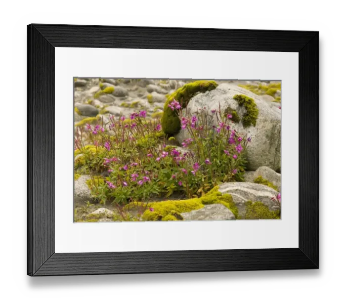Framed Print : USA, North America, Alaska Framed Print : USA, North America, Alaska