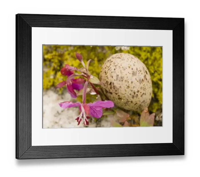 Framed Print : USA, North America, Alaska