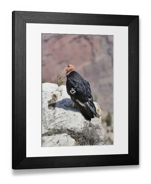 Framed Print : California Condor, Gymnogyps californianus, South rim of the Grand Canyon, Grand