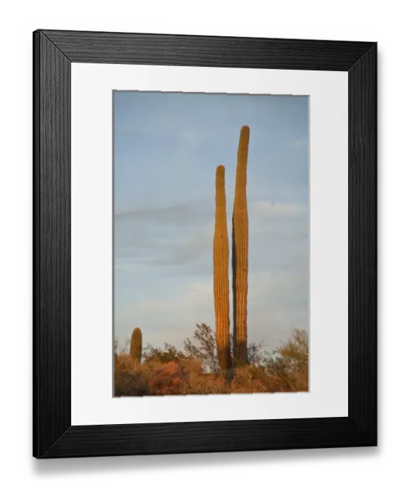 Framed Print : USA, Arizona, Sonoran Desert, Ajo, Ajo Mountain Range, sunset, saguaro cactus