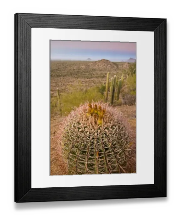 Framed Print : USA, Arizona, Tucson, Saguaro National Park, Golden Barrel Cactus At Sunset