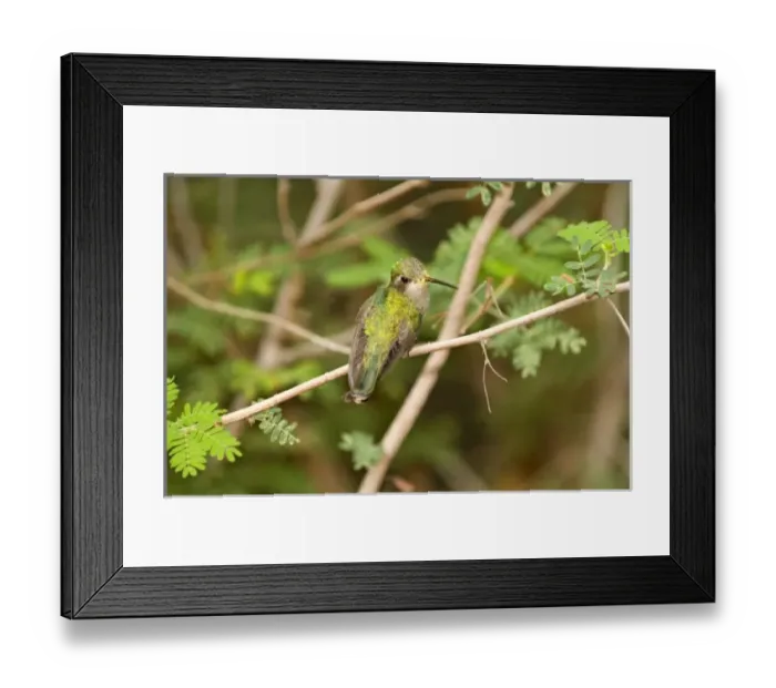 Framed Print : USA, North America, Arizona Framed Print : USA, North America, Arizona