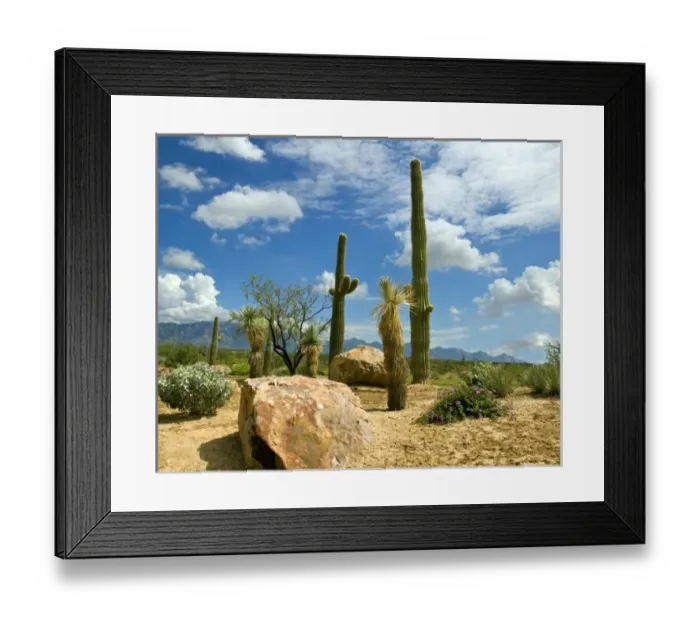 Framed Print : United States, State of Arizona. Saguaro Cactus (Carnegiea gigantea) Framed Print : United States, State of Arizona. Saguaro Cactus (Carnegiea gigantea)