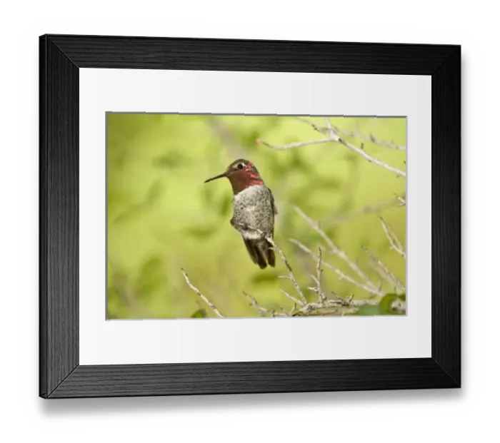 Framed Print : Annas Hummingbird, perched on a branch Framed Print : Annas Hummingbird, perched on a branch