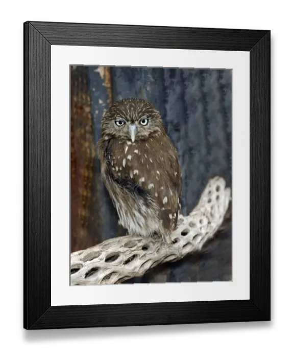Framed Print : Ferruginious Pygmy Owl Framed Print : Ferruginious Pygmy Owl
