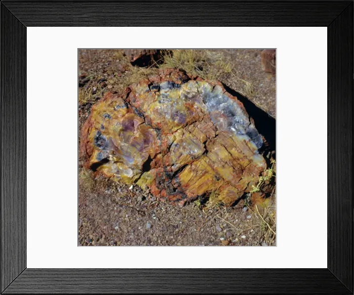 Framed Print : North America, USA, Arizona, Petrified Forest National Park and Painted Desert, Petrified Framed Print : North America, USA, Arizona, Petrified Forest National Park and Painted Desert, Petrified