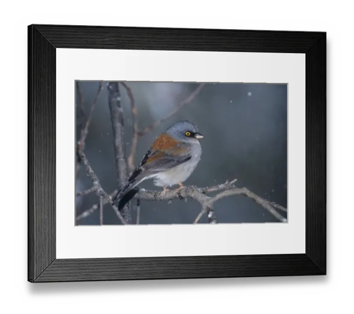 Framed Print : USA, Arizona, Madera Canyon. Yellow-eyed junco perched on branch in snowstorm
