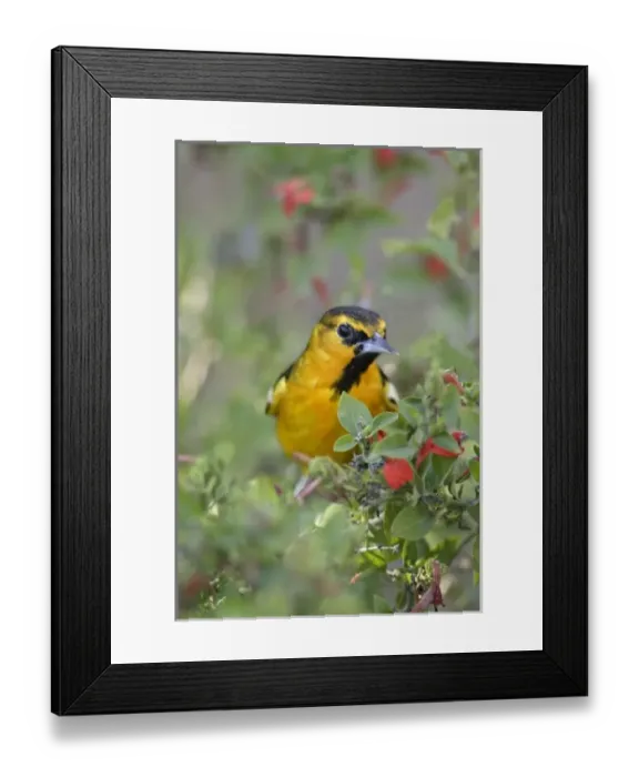 Framed Print : USA, North America, Arizona Framed Print : USA, North America, Arizona