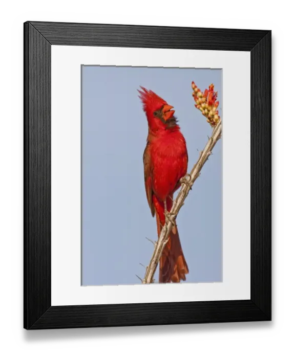 Framed Print : USA, Arizona, Pima County. Northern cardinal singing while perched on a blooming ocotillo cactus