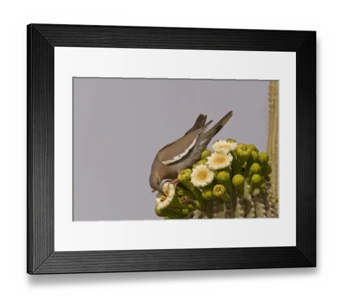 Framed Print : USA, North America, Arizona Framed Print : USA, North America, Arizona