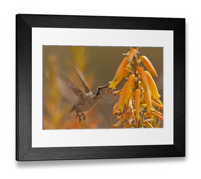 Framed Print : USA, Arizona, Pima County. Juvenile black-chinned hummingbird feeding on aloe plant Framed Print : USA, Arizona, Pima County. Juvenile black-chinned hummingbird feeding on aloe plant