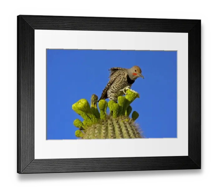 Framed Print : USA, Arizona, Pima County. Gilded flicker male on saguaro blossom Framed Print : USA, Arizona, Pima County. Gilded flicker male on saguaro blossom