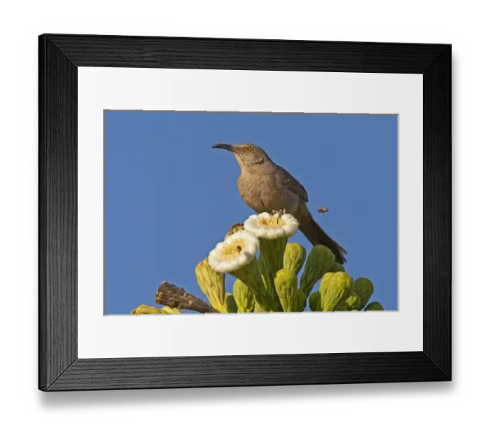 Framed Print : USA, Arizona, Pima County. Curve-billed thrasher perches on blooming saguaro cactus