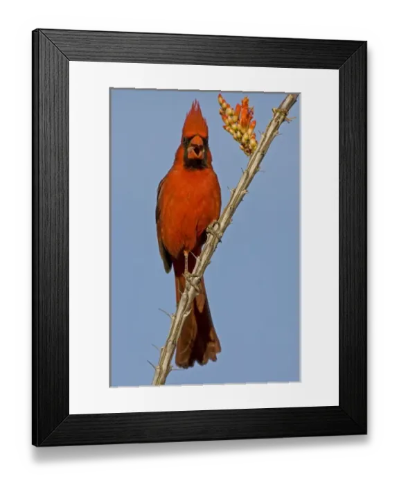 Framed Print : USA, Arizona. Male cardinal (Cardinalis cardinalis) eating ocotillo blossom