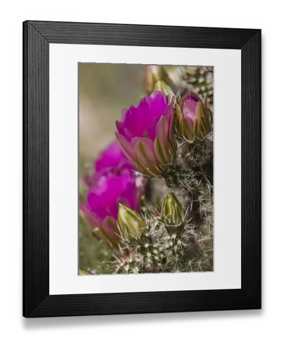 Framed Print : USA, Arizona, Tucson. Close-up of hedgehog cactus in bloom Framed Print : USA, Arizona, Tucson. Close-up of hedgehog cactus in bloom