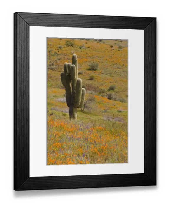Framed Print : USA, North America, Arizona Framed Print : USA, North America, Arizona