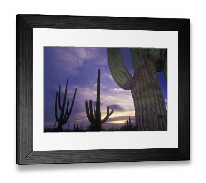 Framed Print : Stately saguaro cacti stand against the sunset sky, Saguaro National Park, near Tucson Framed Print : Stately saguaro cacti stand against the sunset sky, Saguaro National Park, near Tucson