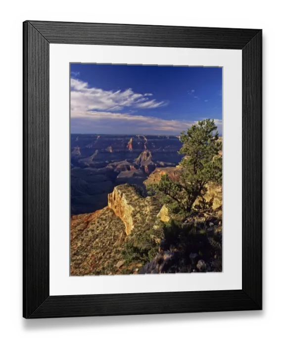 Framed Print : USA, Arizona, Grand Canyon NP. Pinyon pine on the Canyon rim at Point Sublime; North Rim Framed Print : USA, Arizona, Grand Canyon NP. Pinyon pine on the Canyon rim at Point Sublime; North Rim