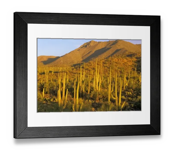 Framed Print : Saguaro National Park near Tucson, Arizona, USA