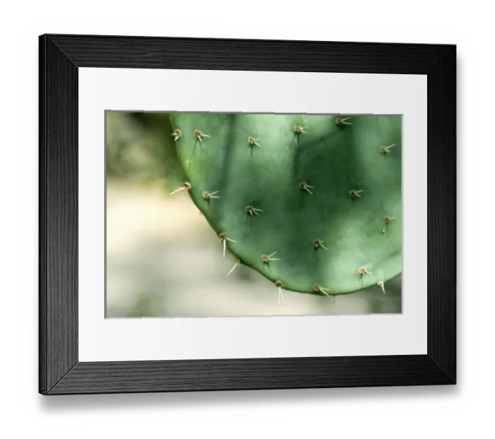 Framed Print : USA, Arizona, Tucson. Arizona-Sonora Desert Museum. Prickly Pear cactus, detail