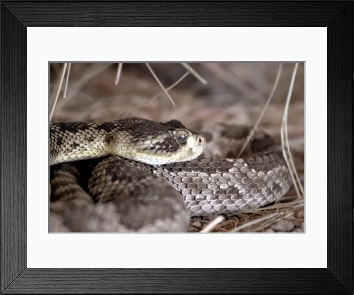 Framed Print : USA, Arizona, Tucson. Arizona-Sonora Desert Museum. Rattlesnake, captive