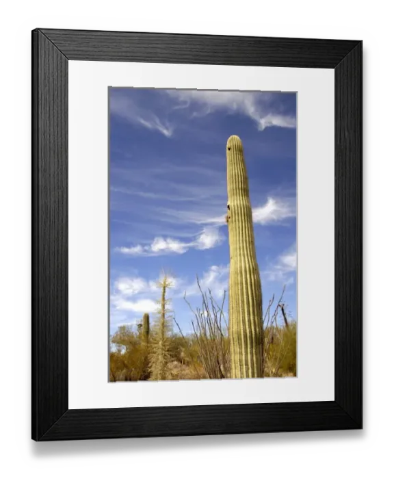 Framed Print : USA, Arizona, Tucson. Arizona-Sonora Desert Museum. Saguaro cactus (Carnegiea gigantea)